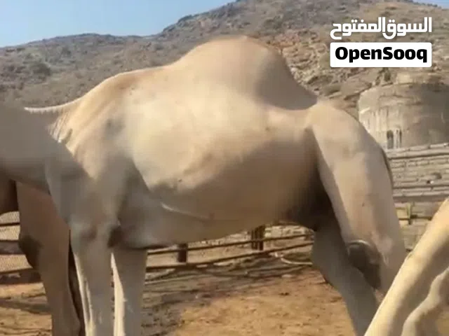 قعدان ورابي على اصوله افضل واجود انواع اللحوم تعليف ازيد من ست شهور   العلف  1 - فتكو 21  2 شعير مضغ