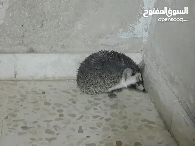 قنفذ منزلي أليف للبيع