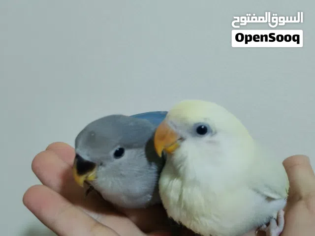 حبتين روز أليفات زق يدوي على وجه فطم بيجوا طيران ألوان مميزة أليفات على بعض