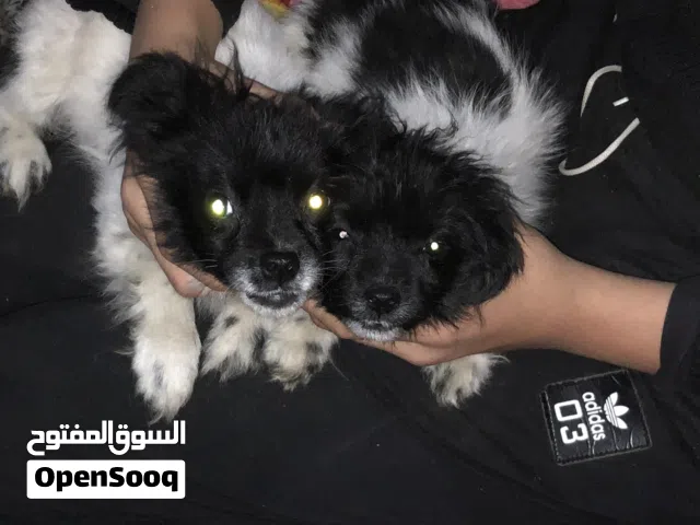 للبيع جروين صغار جريفون فرنسوي
