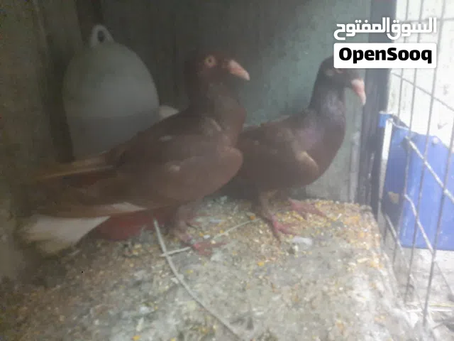 متاح 5 اجواز شغلات ومكفولات موجودات بالزرقاء الجديده السعر حرق