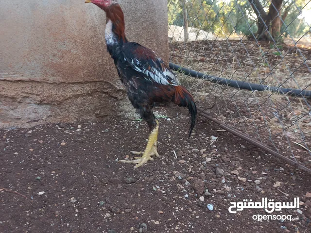 ديك وفرخه باكستاني للبيع