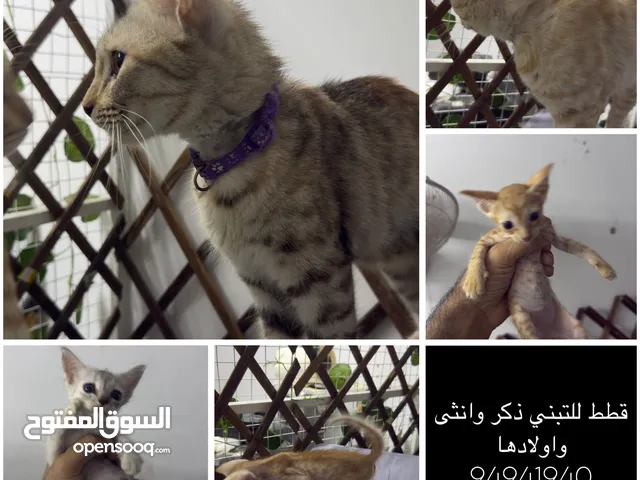 قطط للتبني فقط اقرا الوصف