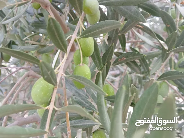 منتجات اردنيه