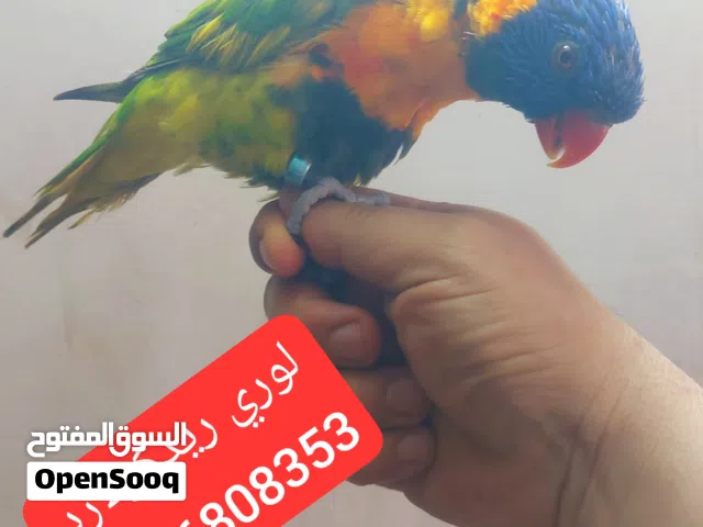 انثاية لوري ريدكلارد