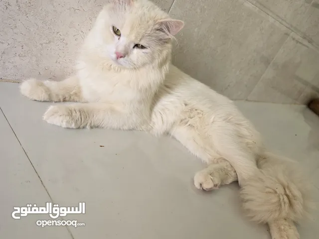 قطة شيرازي اموره طيبه 100% لون ابيض شعرها ناعم اصل وليس تهجين وعاديه ومنتج