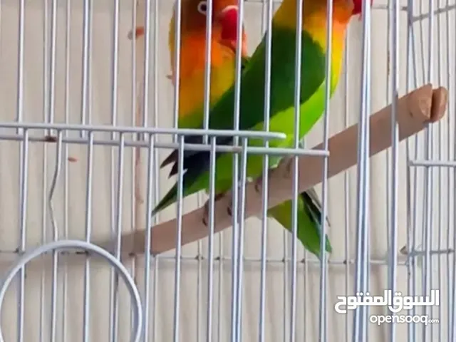 Parrot Pair With Cage