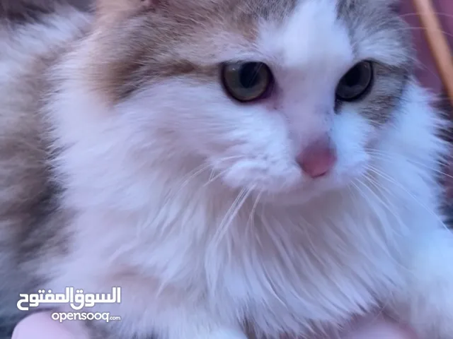 قطط للتبني
