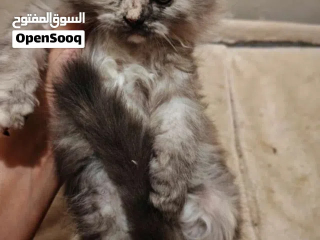 قطه شيرازية