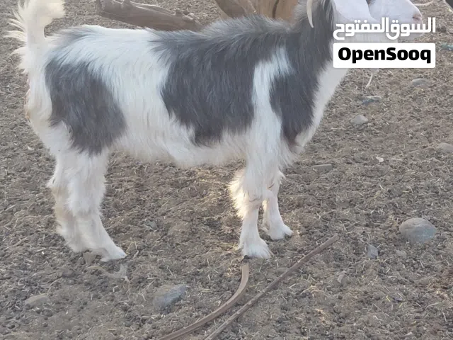 للبيع اغنام