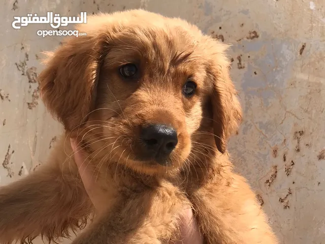 كلب جولدن عنده شهرين ومطعم