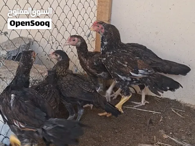السلام عليكم  البيع ولابدل