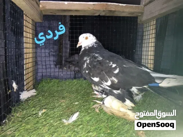 متاح حضيرة اسباني زاجل عربي هزاز مبروص انتاج كوبيات مكان زليتن