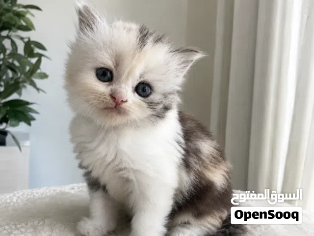 متوفر 6 كتن شيرازي مون فيس  Available: 6 kittens Persian Moon Face