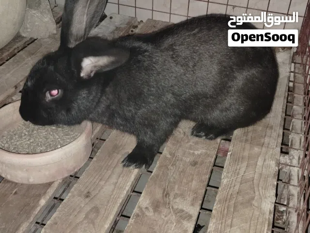 فراخ أرانب هجين بابيون للبيع