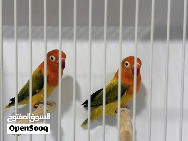 جرين ايوينج اوبلاين