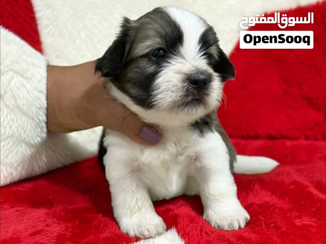 ولد هافنيز ميني دبدوب ماشاء الله