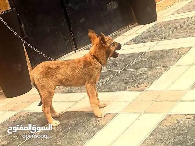 جرو للبيع المكان بنغازي جرو امجنس مين لوا