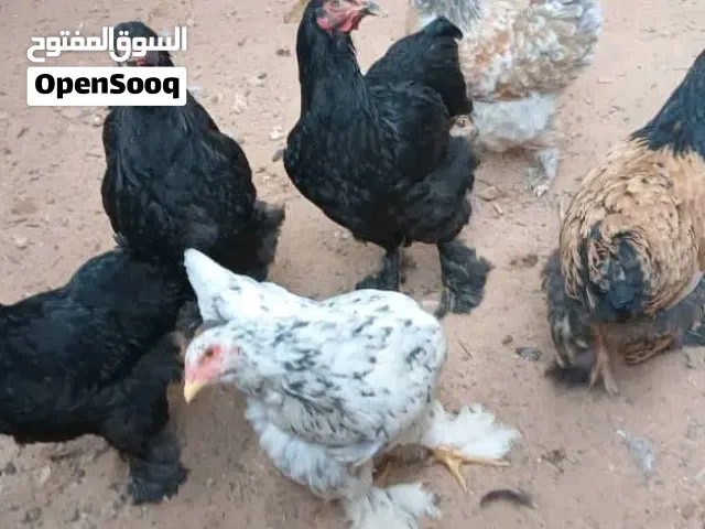 متاح 4دجاجات و2ديوك براهما ربي يبارك