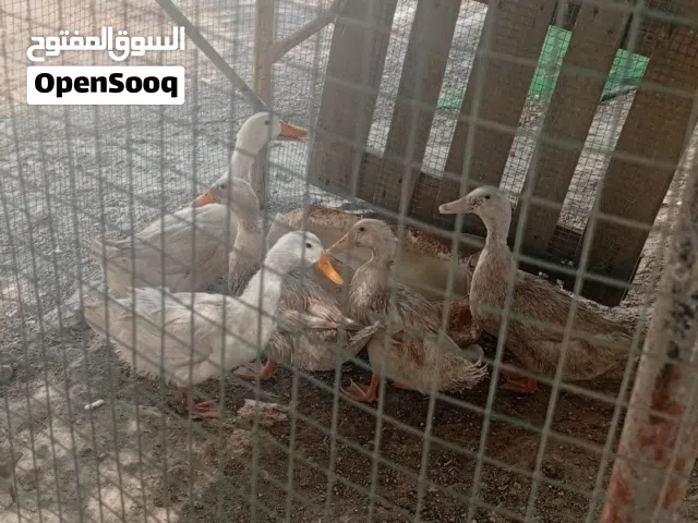 بش للبيع خمس حبات