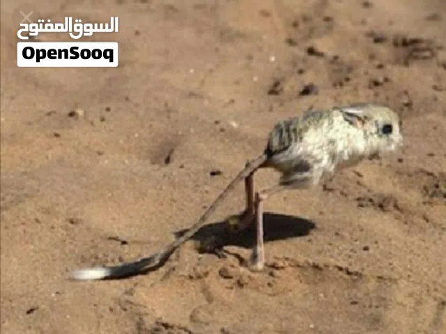 للبيع  جربوع