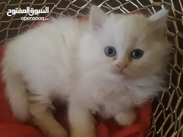 قط قطه شيرازي صغيره
