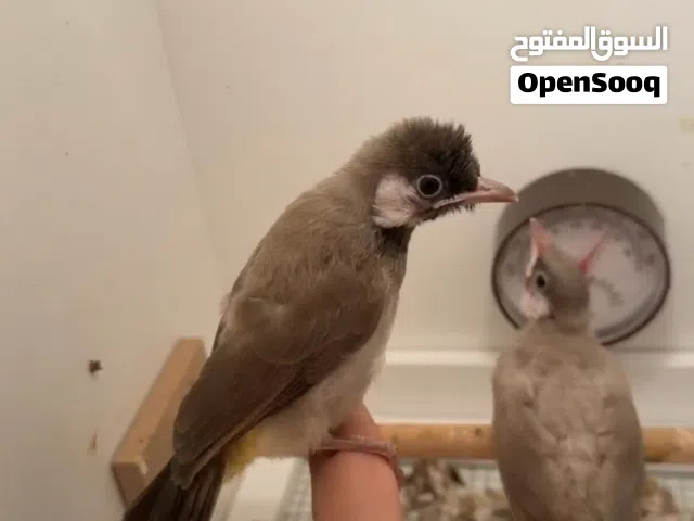 بلابل عراقي