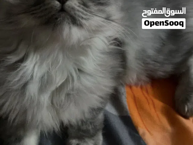 قطة شيرازي جميله بحاله جيده جدااا