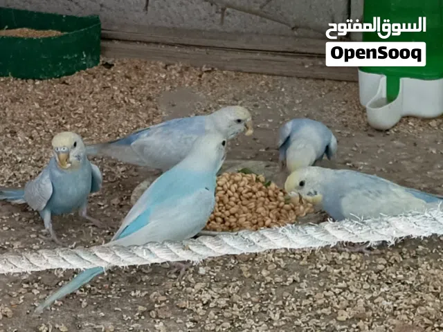 طيور حب رينو امايات السعر 20 و بناتهن زوجين سعر الزوج 15 مكاني خور الزبير
