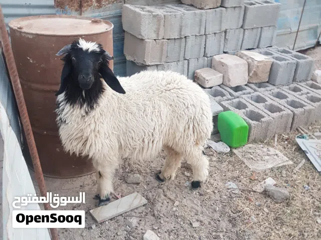نعجه للبيع