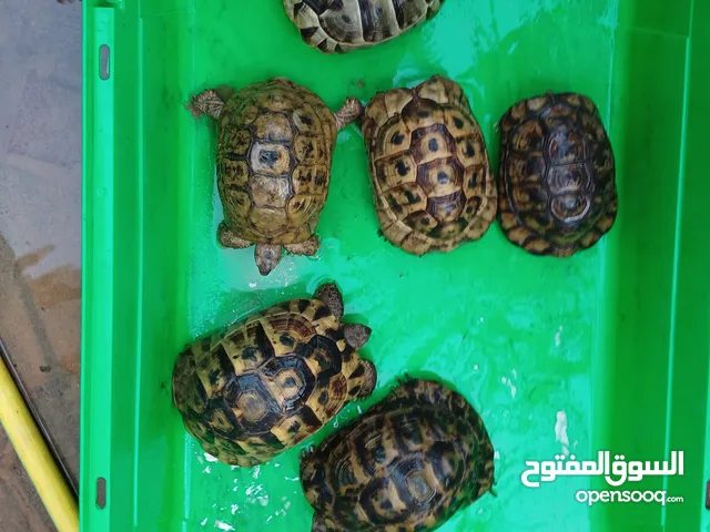 سلاحف بريه يوناني وسوري