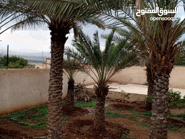شجر نخيل للبيع يصلح مناضر للفلل والقصور بيزبط للانتاج