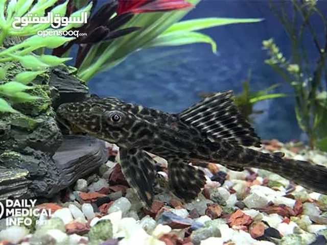 مطلوب كناس حجم صغير مراوس اعندي واحد كبير اريد اروسه