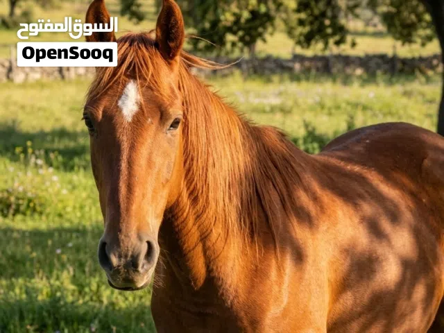 فرس ربي يبارك جميلة جداً للبيع