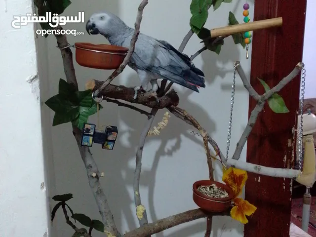ببغاء كاسكو الافريقي ثوب ثلجي اليف جدا متكلم اكثر من 30 كلمه طالب تزاوج العمر 10 سنوات