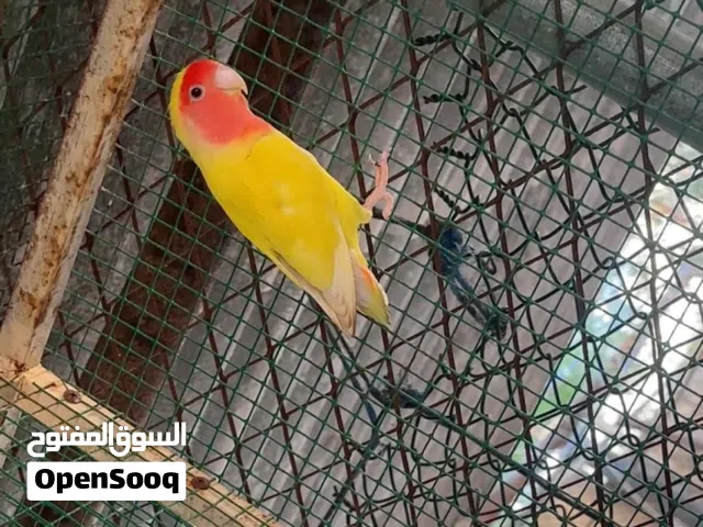 لوف بيرد وفيشر