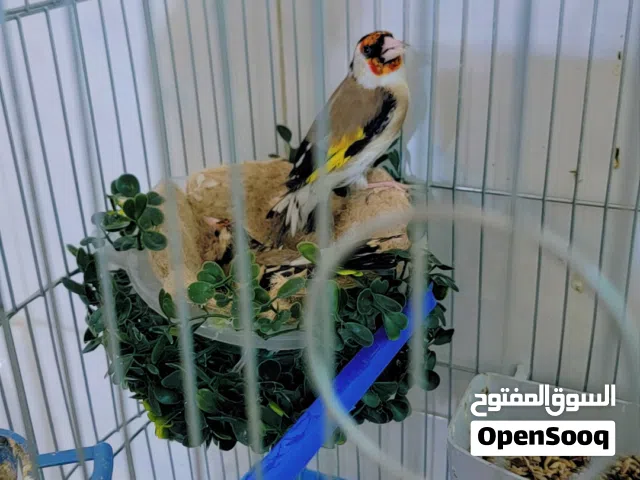 جوز حسون منتج ع وجه بيض بسعر مناسب