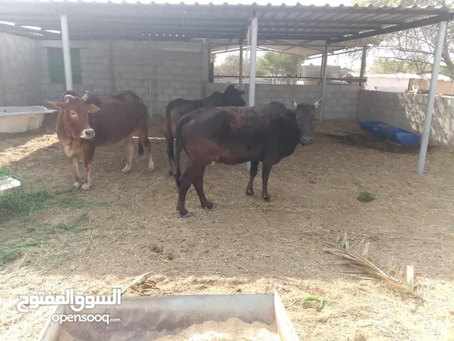 بقر عدد 3 للبيع