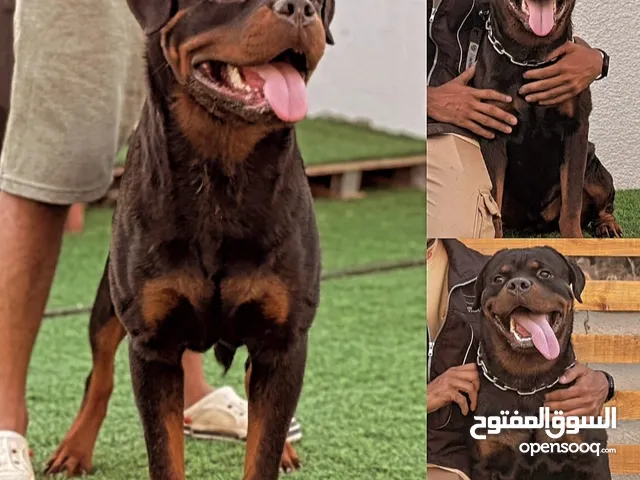 ذكر روت وايلر متدرب