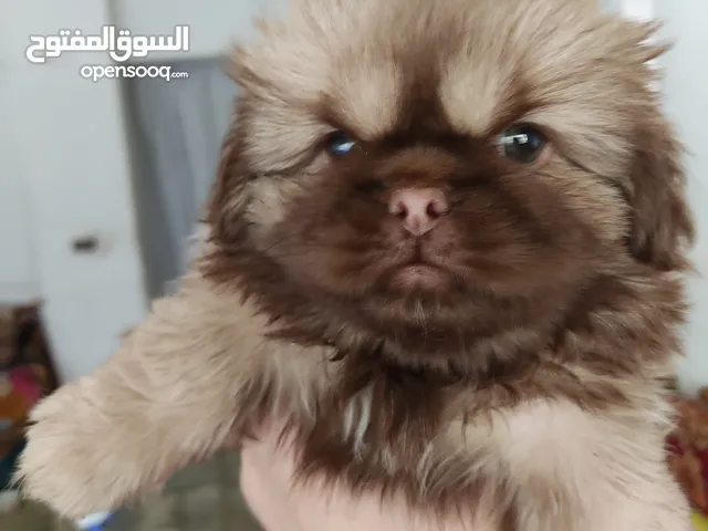 بيكنواه بنت حجم ميني