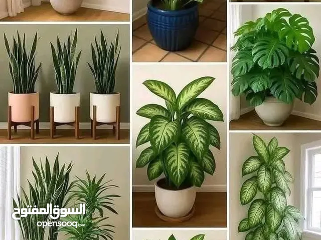 نباتات زينه داخلي وخارجي نباتات مثمره اشجار ظل جهنميات صباريات لاند سكيب وتركيب شبكات عماله وصيانه