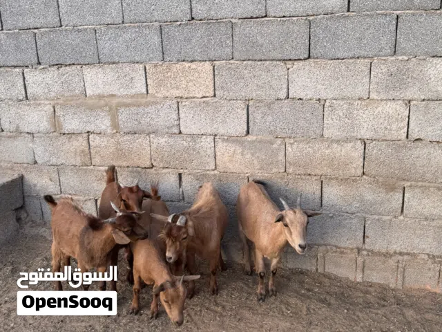 معيز كرديه