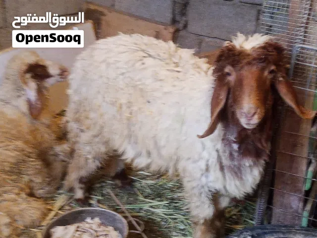 نعجات اثنين
