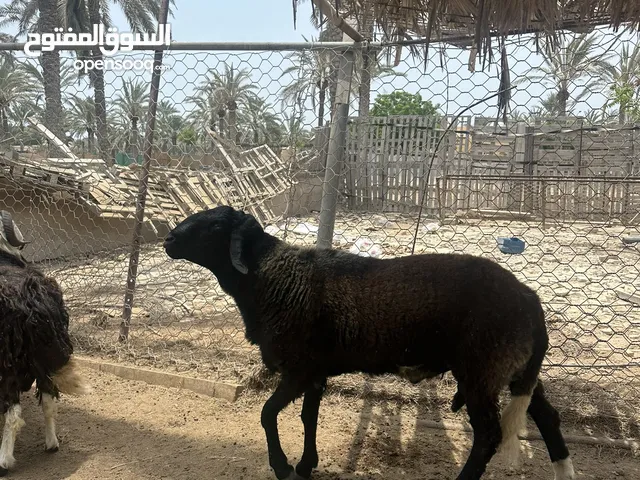 كبش فحل هجين إنتاج فاخر هندي على سوداني