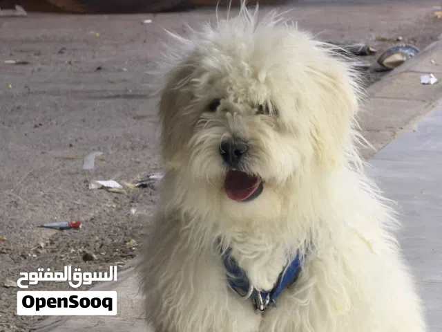 كلب مالتيز