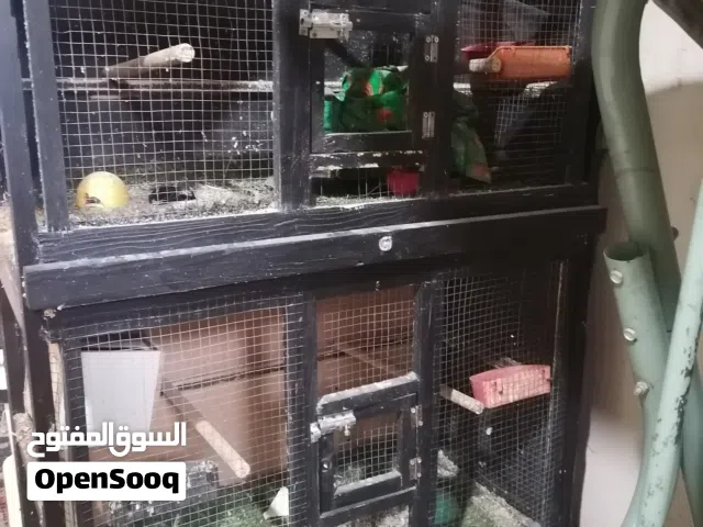 مطير عصافير