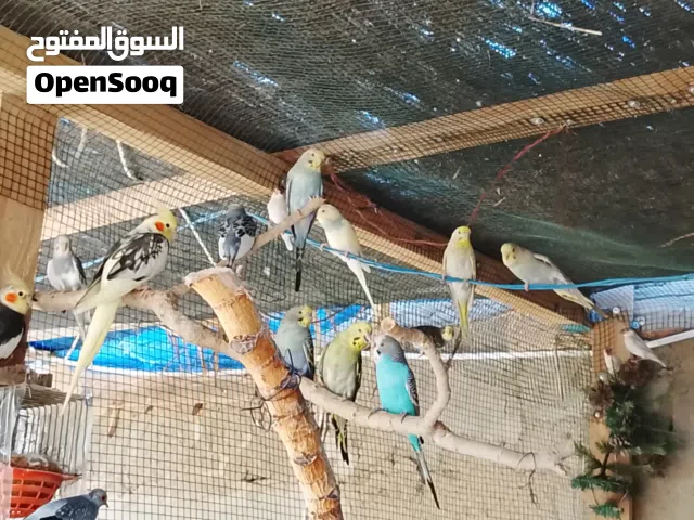طيور تبارك الله