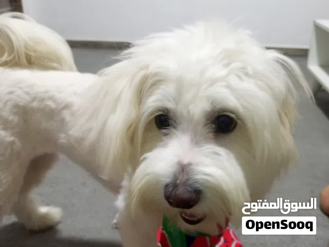 كلبه للبيع بسعر مغري