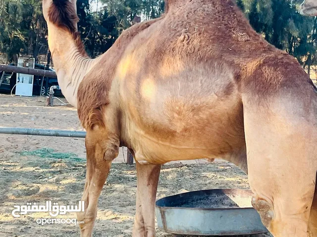 قعدان ماشاء الله واوزان من 2قنطار فما فوق والعمر امبدلات ثني وارباع ويوجد لدينا اتعامل بالبطاقه