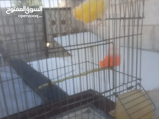 كنارات للبيع عدد 6 للبيع